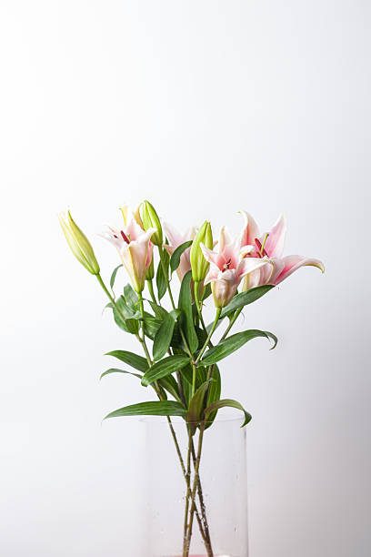 bouquet de lys de roses dans un vase de verre prise de vue en studio - lily pink stargazer lily flower photos et images de collection