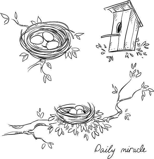 illustrazioni stock, clip art, cartoni animati e icone di tendenza di nidi disegnato un mano libera e una casetta per uccelli - birds nest animal nest branch spring