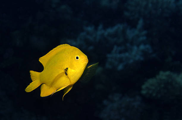 damisela azufre (pomacentrus sulfureus - riff fotografías e imágenes de stock