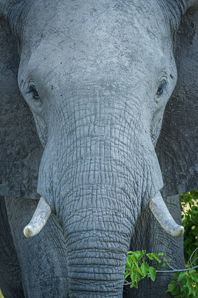 istock Close-up of elephant staring straight at camera 538192296