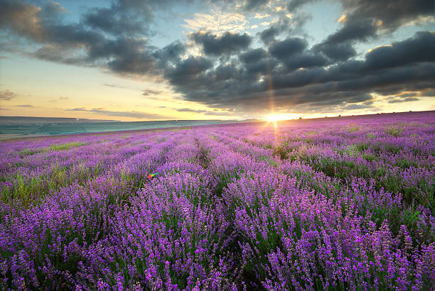 istock Meadow of lavender. 538192332