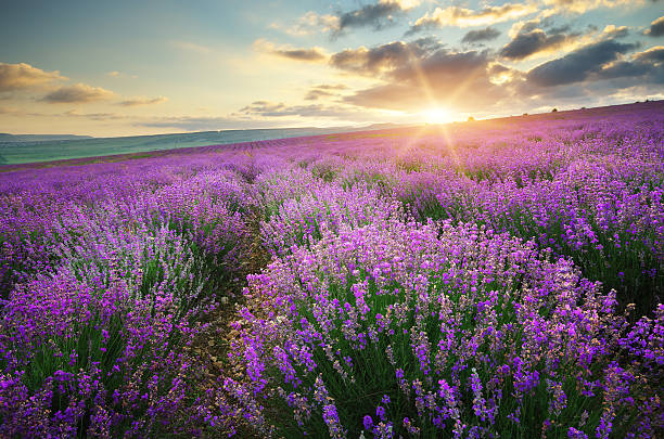 istock Meadow of lavender. 538192474