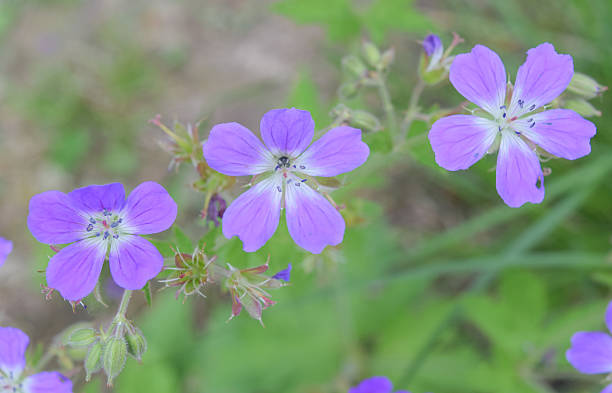 istock Lilac flowers in the forest 538193036