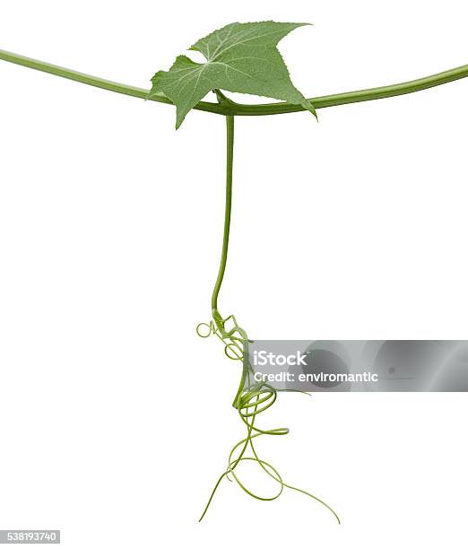 Climbing Plant Isolated On White Stock Photo - Download Image Now - Clipping Path, Creeper Plant, Cut Out