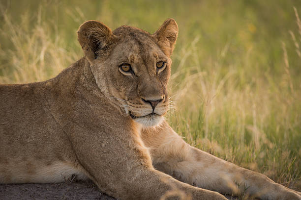 istock Close-up of lion in grass at dusk 538193968