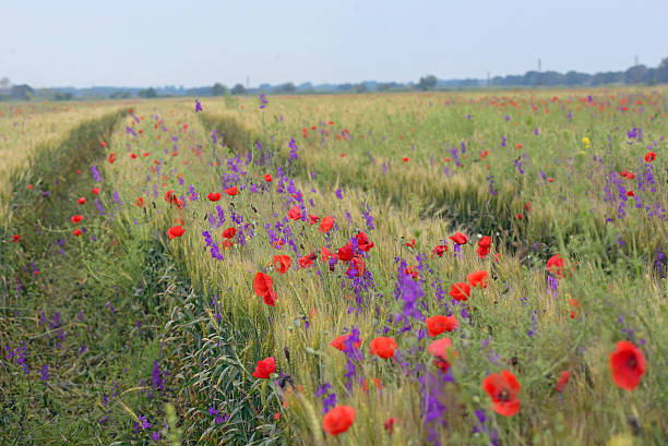 istock colorful flowers on field 538194168