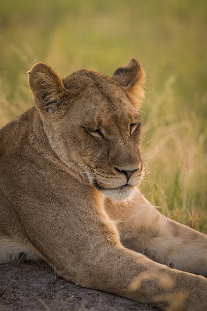 istock Close-up of lion lying with eyes closed 538194754