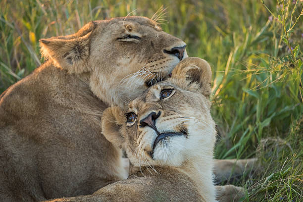 istock Close-up of lion nuzzling another in grass 538194856