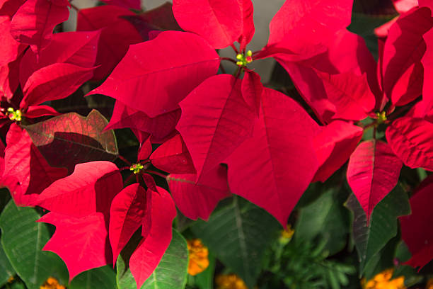 istock Christmas flower,Poinsettia 538194862