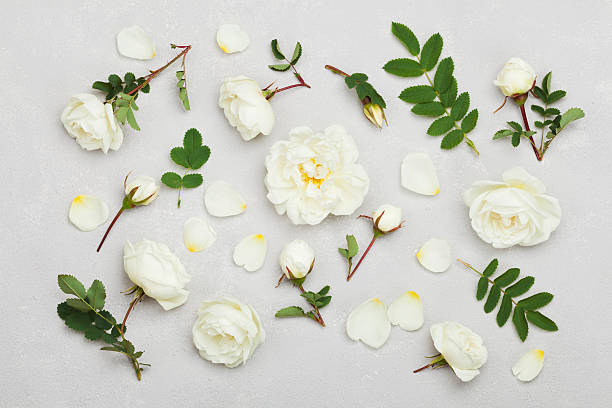 White rose flowers, flat lay styling, pastel floral pattern White rose flowers and green leaves on light gray background from above, beautiful floral pattern, vintage color, flat lay styling single flower photos stock pictures, royalty-free photos & images