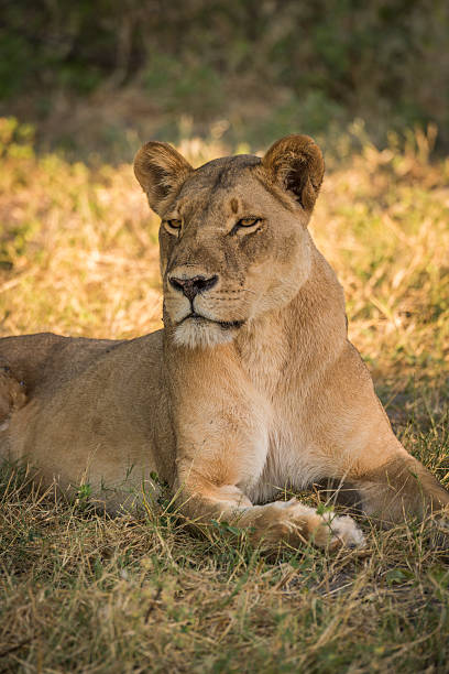 istock Close-up of lioness on grass turning head 538195238