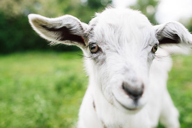 istock Cute goatling looking right at you close-up 538195286