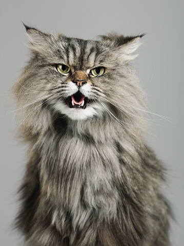 Studio portrait of a persian cat with suspicious expression looking at camera. Vertical studio color portrait from a DSLR camera. Sharp focus on eyes.