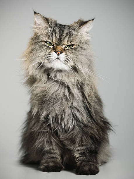 porträt von einer perserkatze - animal fur domestic cat persian cat stock-fotos und bilder