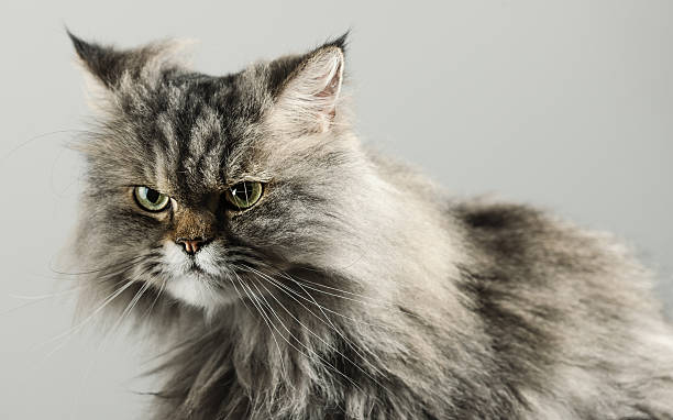 istock Portrait of a persian cat 538195716