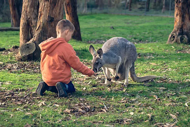 Photo of Little kid feeding an australian kangaroo