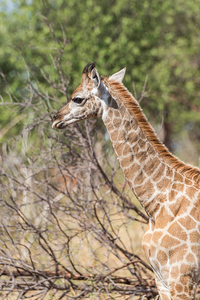 istock Close-up of South African giraffe in sunlight 538196630
