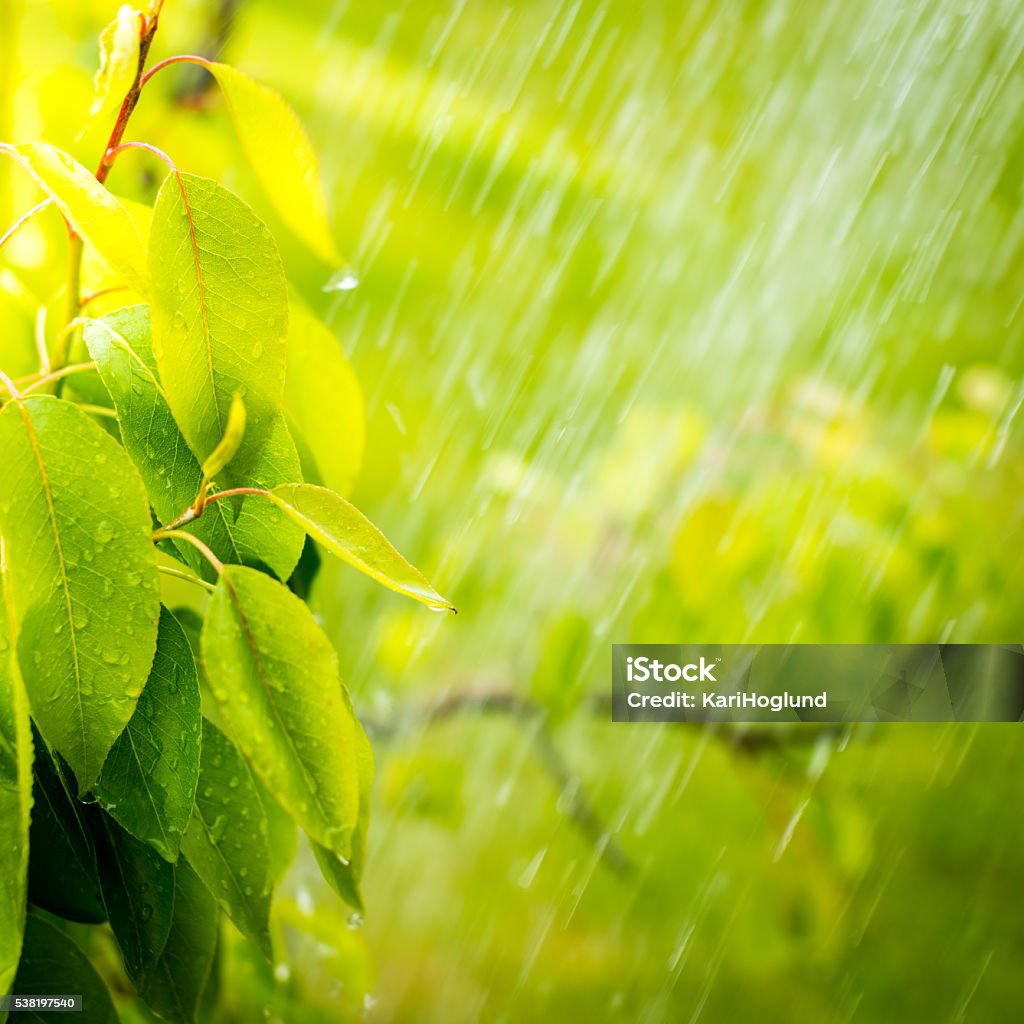 Pouring rain in the summer Pouring rain in the summer. Green leaves getting wet. Beauty Stock Photo