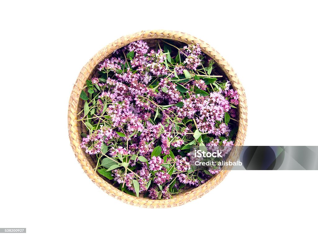 oregano wild marjoram (Origanum vulgare) medical flowers in basket oregano wild marjoram (Origanum vulgare) medical flowers in basket isolated on white 2015 Stock Photo