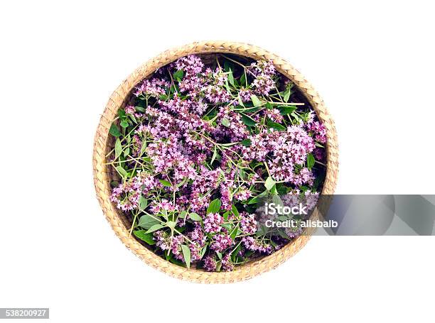 Oregano Wild Marjoram Medical Flowers In Basket Stock Photo - Download Image Now