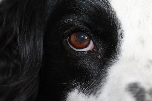 A macro shot of a sad dog with a black eye patch