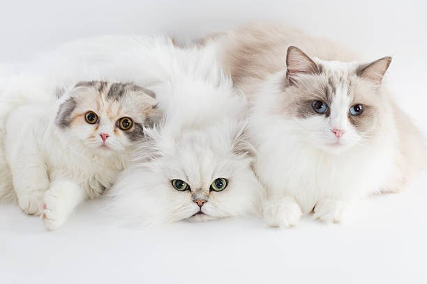 Three cats Ragdoll Cat,Persian Cat,Scottish Fold Cat ragdoll cat stock pictures, royalty-free photos & images
