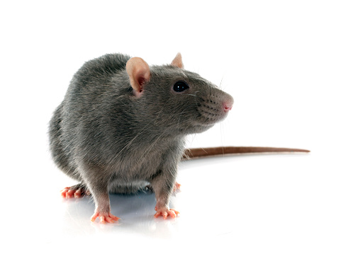gray rat in front of white background