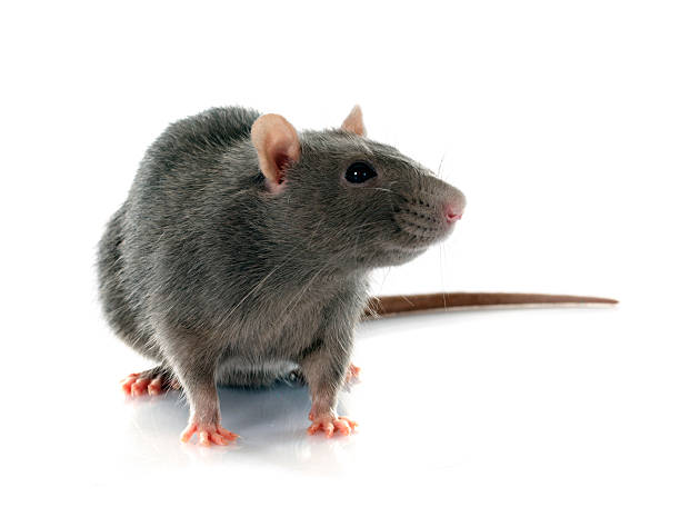 gray rat stock photo