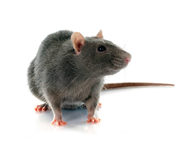 gray rat gray rat in front of white background rat stock pictures, royalty-free photos & images