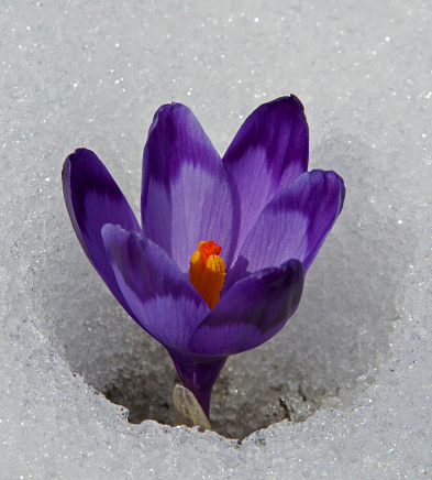 Violet crocus has struggled through the snow. People associate  these bright flowers with spring.