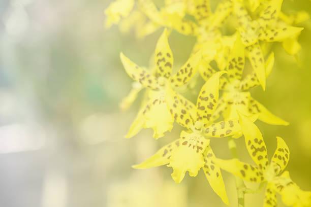 istock Beautiful Thai orchid flower background 538206281