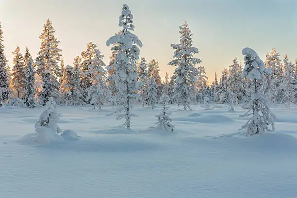 Beautifully winter landscape with plenty of snow and snow on the trees, clear blue sky Gällivare Sweden