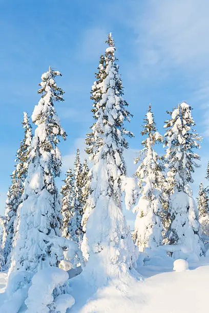 Beautifully winter landscape with plenty of snow and snow on the trees, clear blue sky Gällivare Sweden