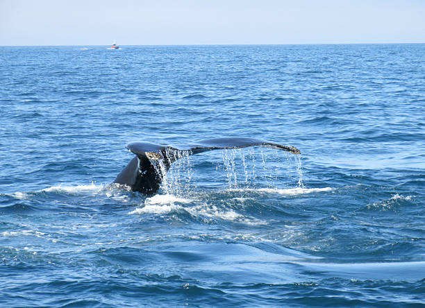 baleia-de-bossas na baía de fundy - horizontal nova scotia bay of fundy bay imagens e fotografias de stock