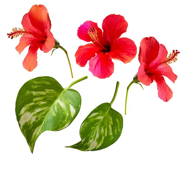 Photo of Beautiful photo of hibiscus flowers and tropical leaves.