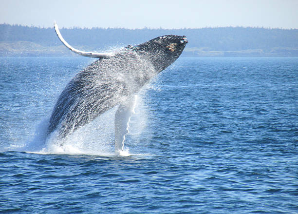 ballena jorobada en la bahía de fundy - saltos fuera del agua fotografías e imágenes de stock