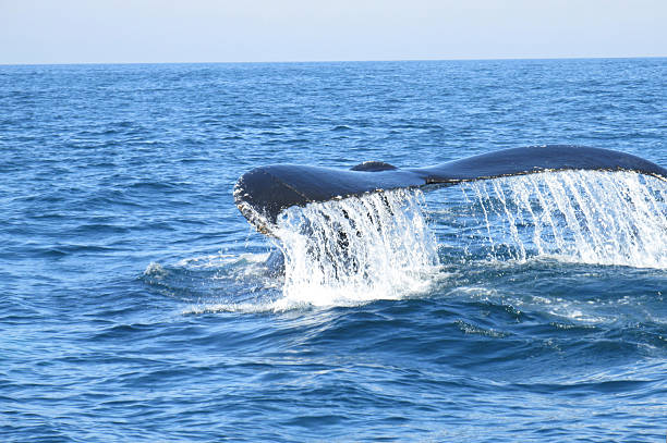 istock Humpback Whale in the Bay of Fundy 538237155