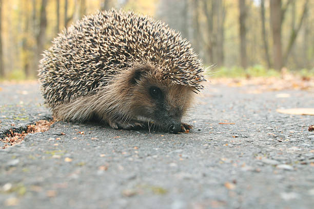 istock hedgehog close-up portrait 538237901