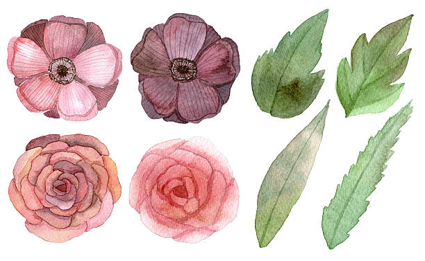 ilustrações, clipart, desenhos animados e ícones de conjunto de flores e folhas - poppy single flower red white background