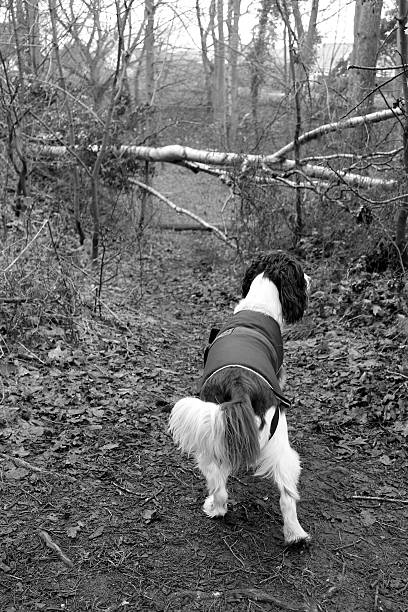 istock Manny in Reffley woods 538238673