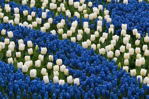 blue hyacinth and white tulips