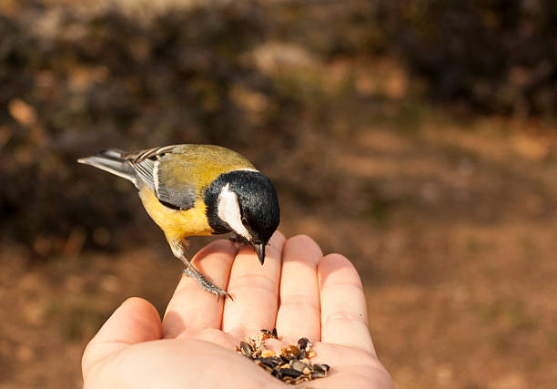 istock Great Tit perch on hand with food 538238843