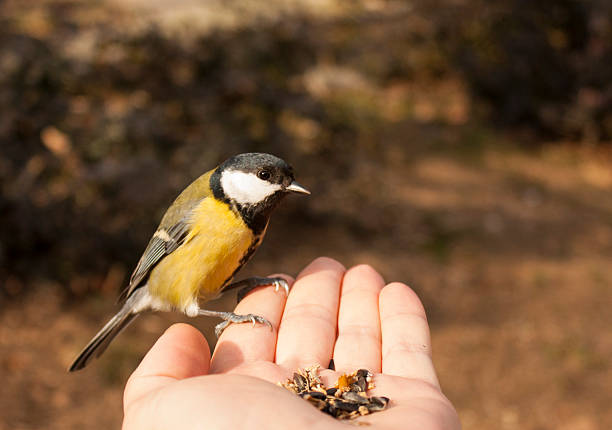 istock Great Tit perch on hand with food 538238851