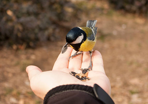 istock Great Tit perch on hand with food 538238861