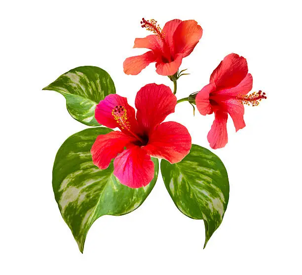 Photo of bouquet with hibiscus