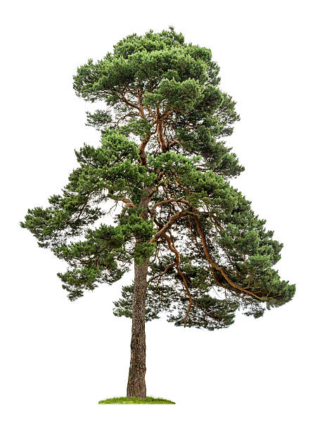 albero di pino isolato su sfondo bianco - pine foto e immagini stock