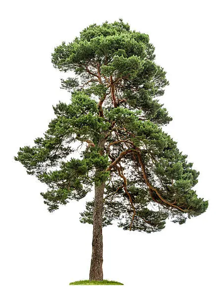 Photo of isolated pine tree on a white background