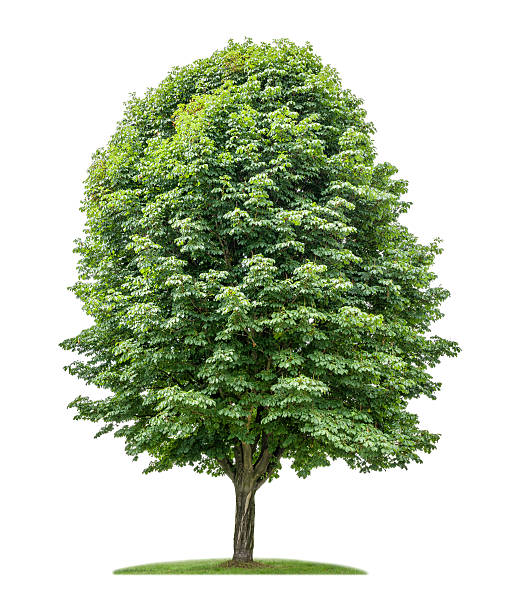 isolated horse chestnut tree on a white background