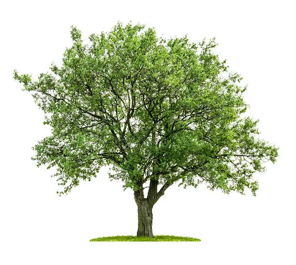 Photo of isolated deciduous tree on a white background