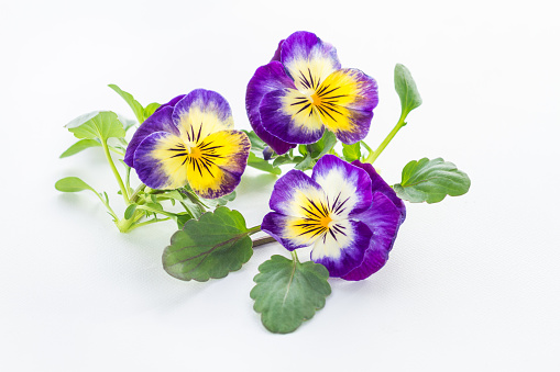 beautiful pansy flowers isolated on white background